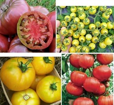 (4)Ultra Heirloom Variety Pack! Live Mix of Tomato Plants.  Stout 5&quot; Tall Plants - £20.29 GBP