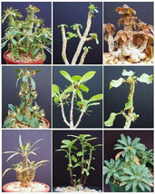 Dorstenia Variety Mix, Exotic Rare Pachycaul Cactus Caudex Bonsai Seed 50 Seeds - $13.99