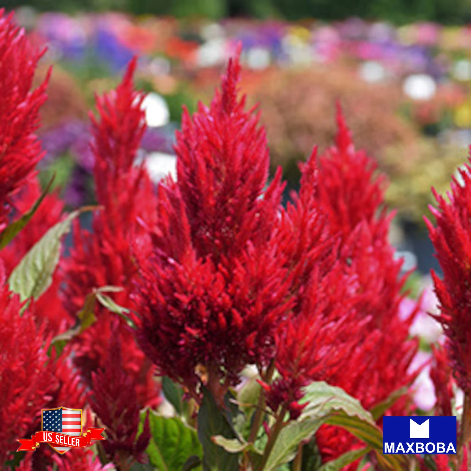 Item image 1 image 1