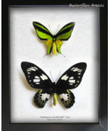 Rare Birdwing Ornithoptera meridionalis Pair Real Butterflies Framed Sha... - $27,497.82 MXN