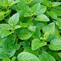 Lemon Mint Seeds Garden Seeds Fast Ship Fresh Seeds USA SELLER - £7.56 GBP