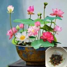 10Pcs Mixed Color Bowl Lotus Live Plants Presprouted Water Beauties Indoor And O - £16.00 GBP