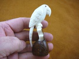 (TNE-BIR-PAR-308E) Parrot tropical bird TAGUA NUT figurine birds parrots - $28.43