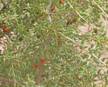 Desert Tomato Lycium Andersonii  50 Seeds W Chaff - $8.99