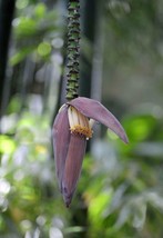 LWSTORE Musa Ochracea Crepe Banana 10 Seeds USPS Shipping - £7.73 GBP