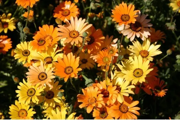 Dimorphotheca Flower Seeds Mixed Colors 2 Inch Flowers Arrangements - $7.58