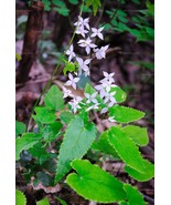 SL 50Pcs Superior Epimedium Brevicornu Seeds China Herbs Perennial Bisho... - $5.52