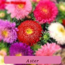Sea Star Mix Powder Puff Chinensis China Aster Seeds Flower Seeds Strong... - $4.43
