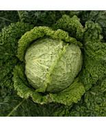 KKG Savoy Perfection Cabbage Seeds Drumhead Easy Grow Fresh Garden - $10.79 CAD