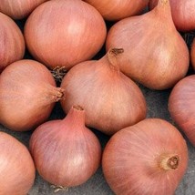 Fresh New 20 Matador shallot seeds - $17.70