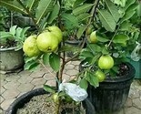 Kilo White Guava Seeds | Psidium Guajava | Organic Non-GMO | Sweet Delic... - £2.22 GBP+