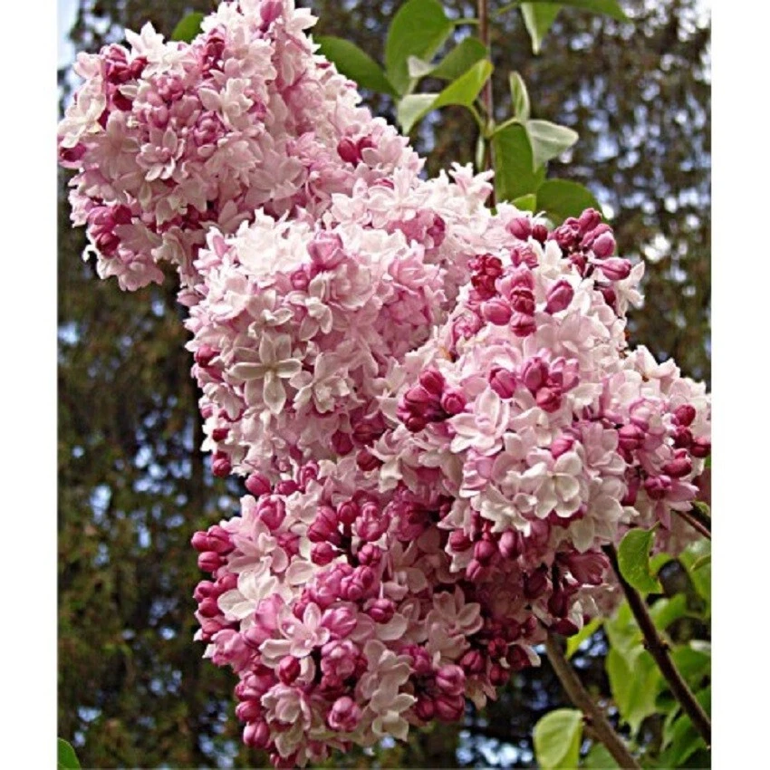 SYRINGA X HYACINTHFLORA &#39;SWEETHEART&#39;- LILAC-PLANT- APPROX 5-7 INCH - DOR... - $29.16