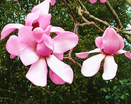 US Seller 1 Pack 20 Pink Magnolia Seeds Yulan Magnolia Seed Tree Tulip Lily Flow - £8.97 GBP