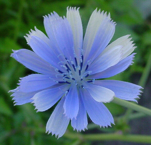 1000 Seeds Chicory Blue Beauty Coffee Subst Fresh Seeds Fast Shipping - $8.74