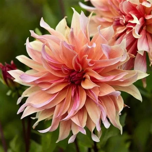 Dahlia Labyrinth Flower Seeds, Exotic Mix 100+ Seeds , Usa Usa Seller - £14.06 GBP