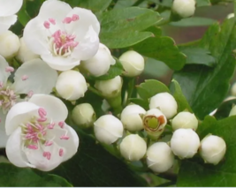  ENGLISH HAWTHORN TREE Edible Fruit Flower   20 Seeds - £7.83 GBP