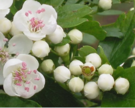  ENGLISH HAWTHORN TREE Edible Fruit Flower   20 Seeds - $9.99