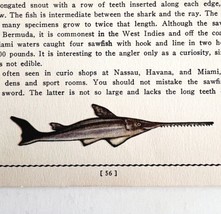 Sawfish 1939 Salt Water Fish Gordon Ertz Color Plate Print Antique PCBG19 - $29.99
