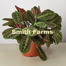 15 seeds Maranta Red Prayer Plant Flowers Garden From us - $10.25