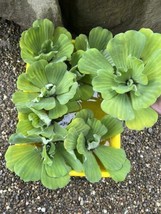 Mothers Day Special (10) Jumbo Water Lettuce Floating Koi Pond Plant Shade 6&quot; - £40.64 GBP