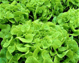Oakleaf Lettuce Seeds 500 Seeds Non-Gmo  Fast Shipping - $7.99