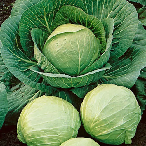 Semilir 250 Early Round Dutch Cabbage Seeds Fresh Harvest Vegetable Supp... - €8,66 EUR