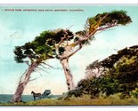 Struzzo Albero Seventeen Mile Guida Monterey California Ca DB Cartolina U16 - $3.03