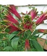 Alstroemeria Psittacina Parrot Or Princess Lily Lily Of The Incas 10 See... - $26.58