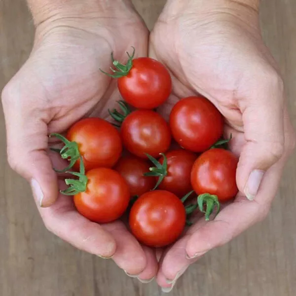 50 Seeds Helix Tomato Juicy Tomatoe Vegetable Edible Food Fresh - £8.08 GBP
