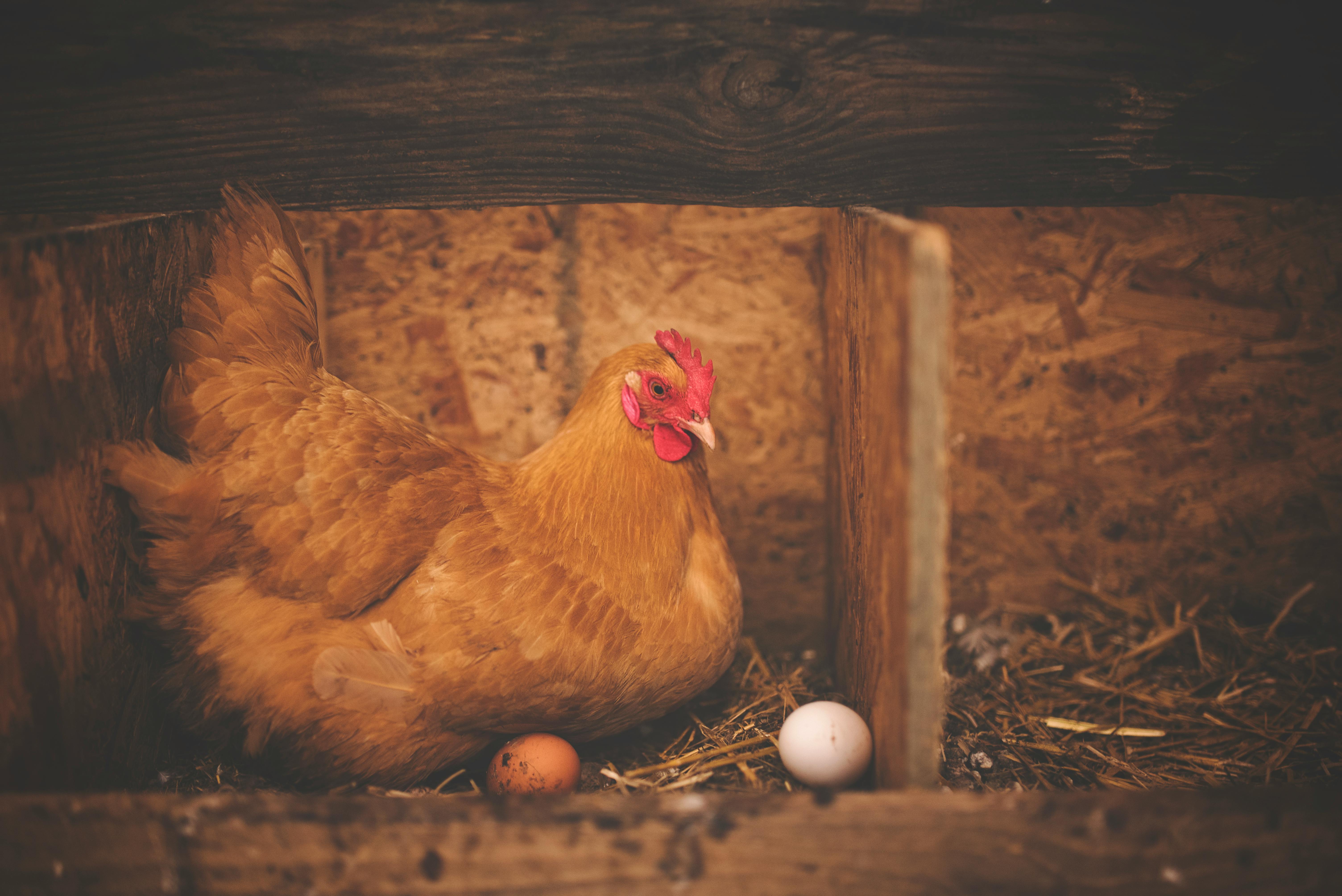 Hen on a Nest