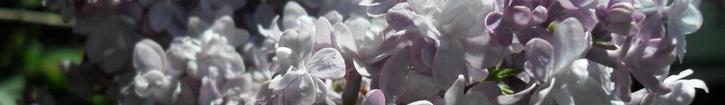 A welcome banner for Lilacs on the Hill