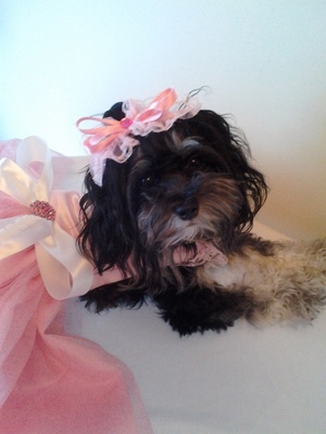 A welcome banner for Bella's Fancy Wardrobe 