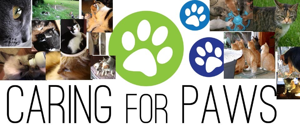 A welcome banner for CaringForPaws