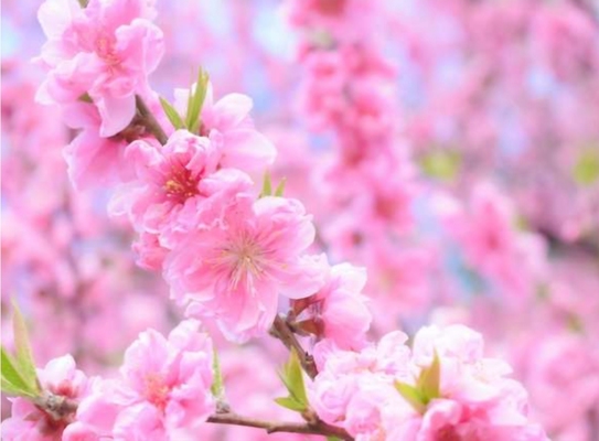 A welcome banner for peachblossom's booth