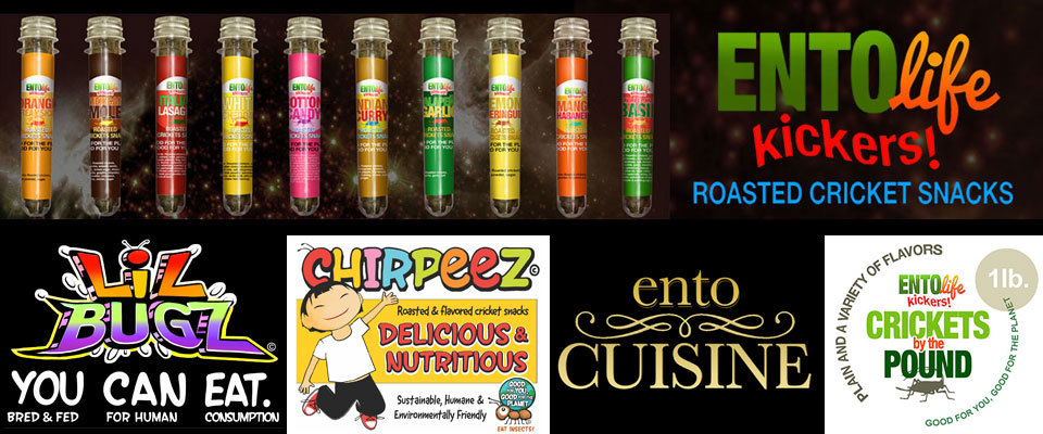 A welcome banner for Eat Bugs!