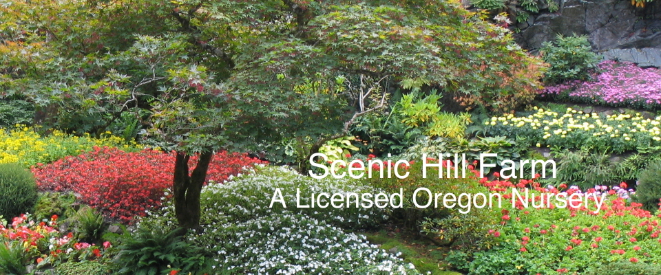 A welcome banner for Scenic Hill's store