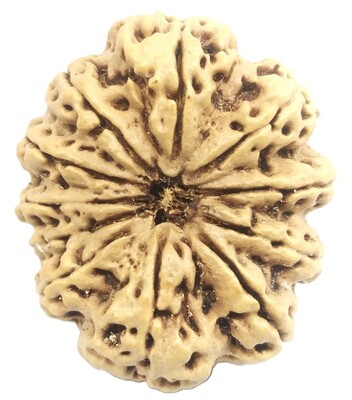 A welcome banner for Rudrakshguru