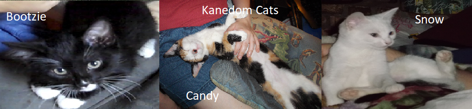 A welcome banner for KaneDom Cats Booth