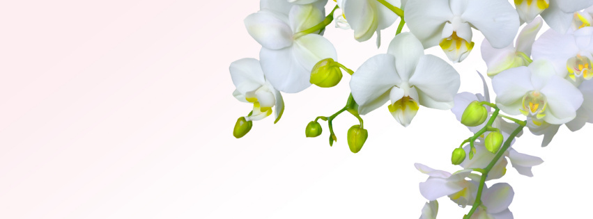 A welcome banner for bebaxfinds