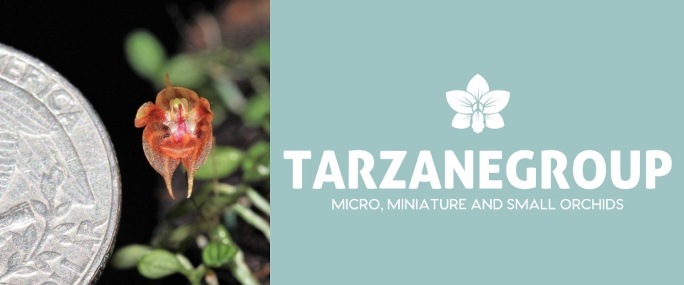 A welcome banner for Tarzanegroup