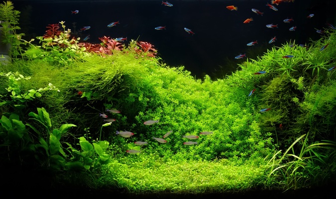 A welcome banner for We are selling live aquarium plants, driftwoods, stone, live fish and snails !!!