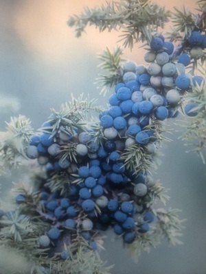 A welcome banner for Juniper's Corner