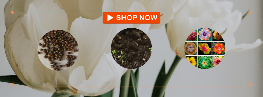 A welcome banner for My Seed Shop