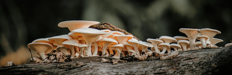 A welcome banner for Growing Mushrooms at Home