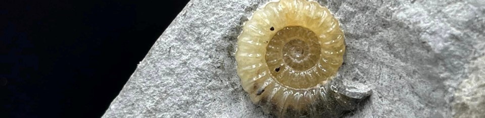A welcome banner for AlexFossil Ammonite Collection