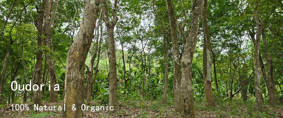 A welcome banner for Oudoria – Pure Agarwood Oil Manufacturer