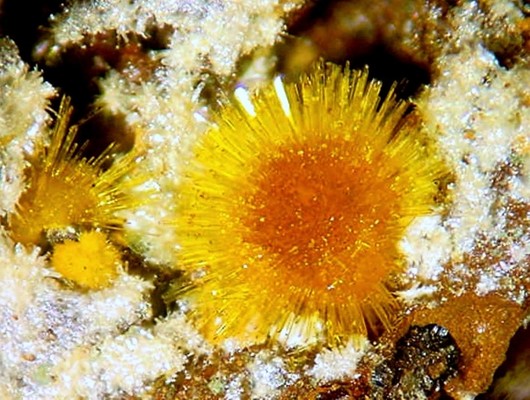 A welcome banner for CatalinaMinerals - Uranium and Rare Species