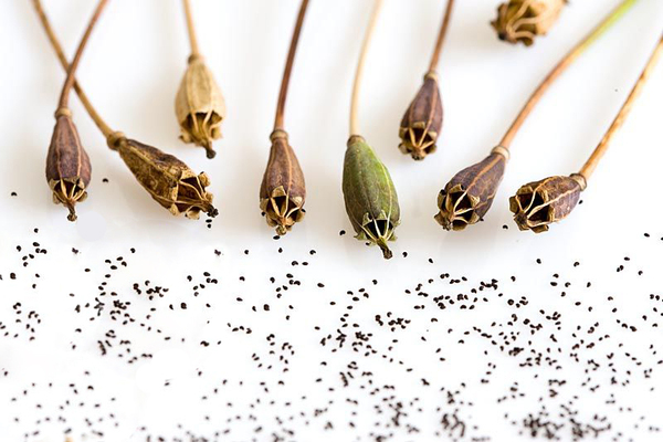 A welcome banner for PlantZones