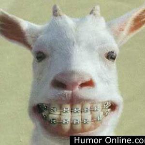 Goat braces