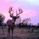 shadetreeoutdoors's profile picture